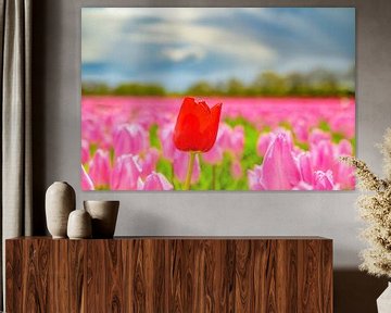 Tulpen in bloei in een veld tijdens de lente