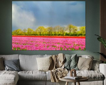 Tulpen in bloei in een veld tijdens de lente