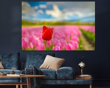 Tulpen in bloei in een veld tijdens de lente