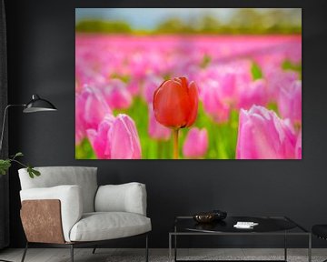 Tulpen in bloei in een veld tijdens de lente