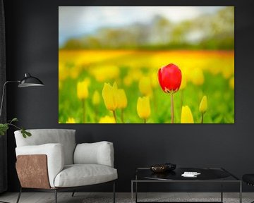 Tulpen in bloei in een veld tijdens de lente