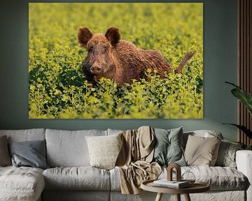 Wildschwein im Raps