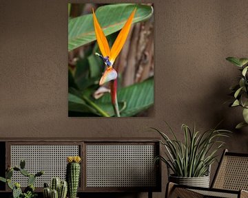 De Strelitzia in het tropisch licht van Turkije van Captured Created by Cathleen