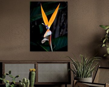 De Strelitzia in tropisch licht van Captured Created by Cathleen