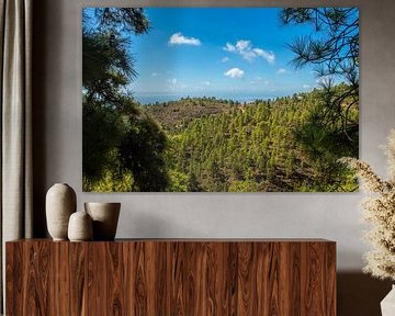 La vue sur les forêts de pins autour de 