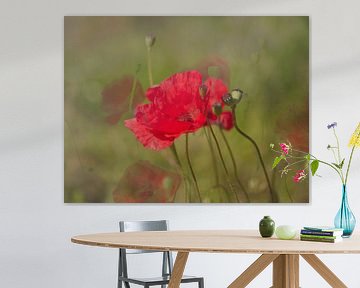 coquelicots d'été dans le vent