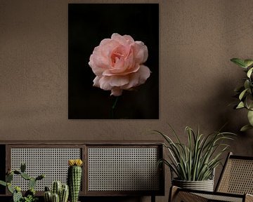 Rose roos met donkere achtergrond van Marja van Brunschot