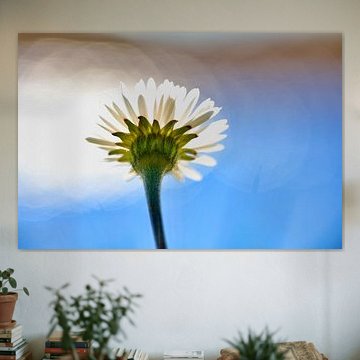 Daisy in the spring sun