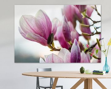 Blühende Magnolien im Frühling von Werner Dieterich