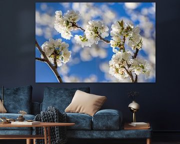 Blühender Mirabellenbaum im Frühling von Werner Dieterich