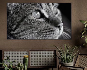 Portret van een Cyperse kat