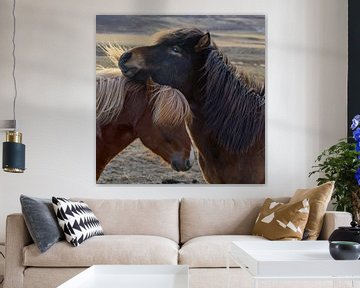 IJslandse knuffel van Photodoos