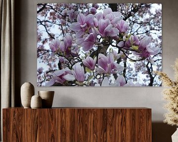 Magnolienblüte im Detail im Frühling im Querformat