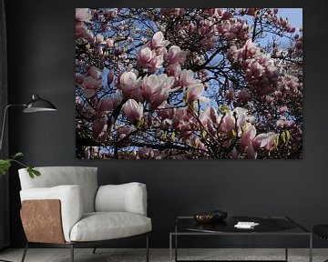 Magnolienblüten angeleuchtet von der Sonne im Frühling