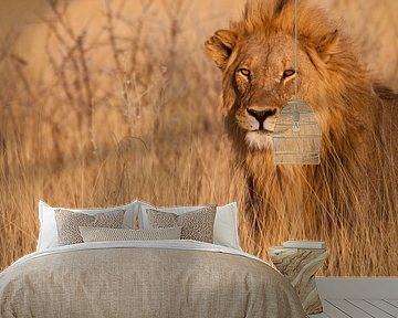 Lion looking right at you van Damien Franscoise