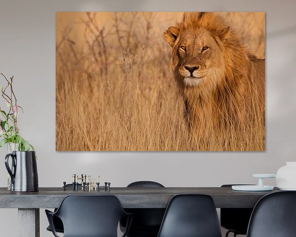 Un lion qui vous regarde droit dans les yeux