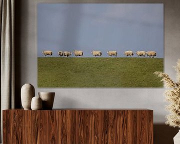 Moutons au-dessus du barrage (1)
