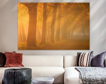 Gouden zonnestralen op een mistige herfstochtend in het bos van Sugar_bee_photography
