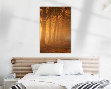 The golden hour on a misty autumn morning in the forest by Sugar_bee_photography