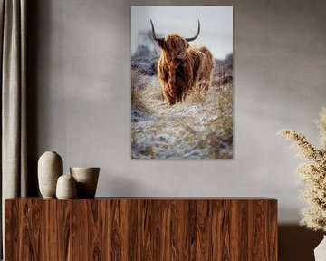 stoere hooglander in sneeuwlandschap van Sugar_bee_photography