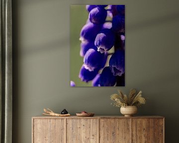 Purple splendour by Lens_en_Dier/Vizier Fotografie