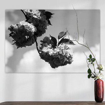 prachtige bolle bloesems aan de boom