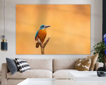 ijsvogelportret van Sugar_bee_photography