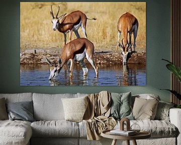 Drinking springboks, Africa wildlife van W. Woyke