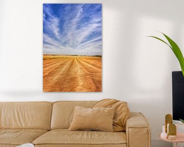 goudgeel graan onder een knalblauwe hemel van Sugar_bee_photography