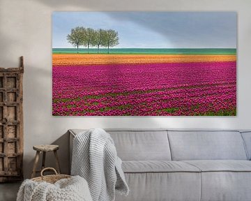 Tulpen in Paars en Oranje in Groningen van Henk Meijer Photography