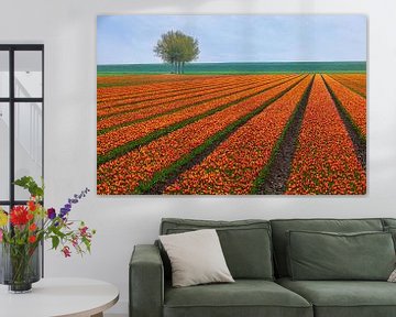 Tulipes orange à Groningue