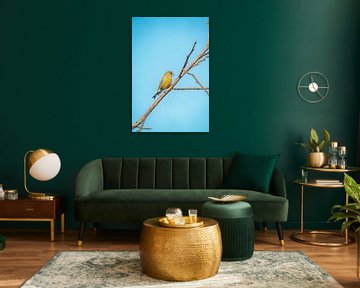 Groenling vogel Op Tak Tegen Stralend Blauwe Lucht van Femke Ketelaar