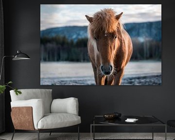 Paard Portret Tegen Bevroren Berglandschap in Zacht Licht van Femke Ketelaar