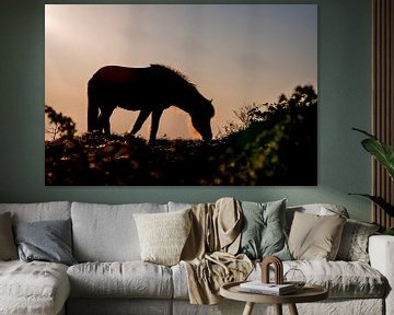 Paard Silhouet Grazend in het Gouden Uur van Femke Ketelaar