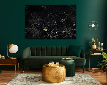 De Groene Kikker | Groen in het donker van Bob Mans