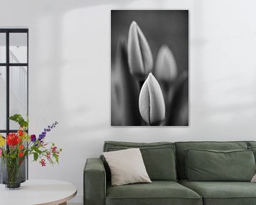 Een druppel water op de tulp. Een "druppel" op de tulp. Een goutte d'eau sur la "tulipe" van Christina Bauer Photos