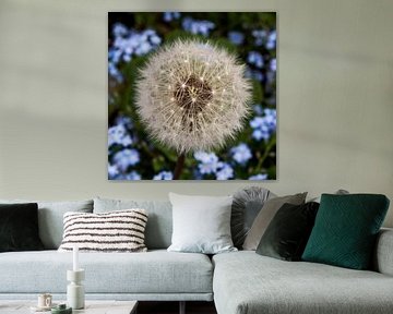 Fluffy ball of a dandelion by Blond Beeld