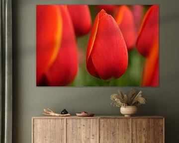 tulips in the field by Miranda73