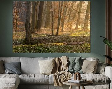 Ochtendlicht aan de rand van het bos van Daniela Beyer