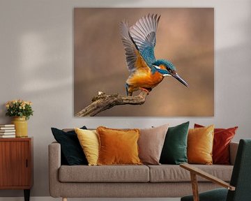 Kingfisher perching and waiting for prey