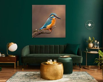 Eisvogel beim Ansitz und warten auf Beute von Hans-Bernd Lichtblau