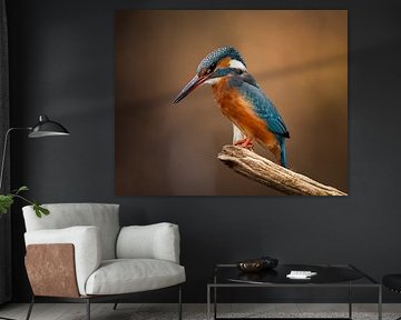 Kingfisher perching and waiting for prey