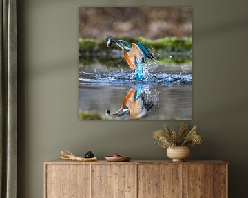 Eisvogel beim Auftauchen mit einem Fisch im Schnabel von Hans-Bernd Lichtblau