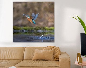 Kingfisher surfacing with a fish in its beak