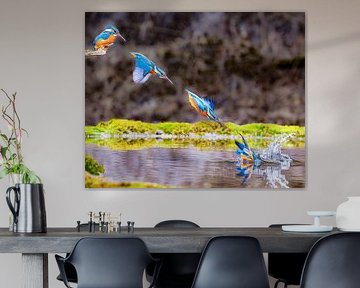 Eisvogel im Sturzflug von Hans-Bernd Lichtblau