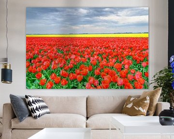 Tulpen in bloei in een veld in Nederland