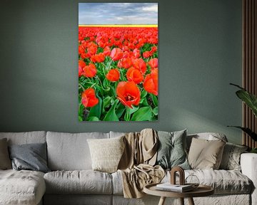 Tulpen in bloei in een veld in Nederland