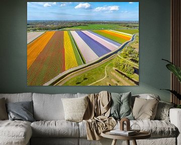 Tulpen in bloei in een veld in Nederland