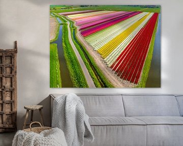 Tulpen in bloei in een veld in Nederland van Sjoerd van der Wal Fotografie
