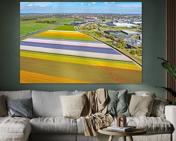 Tulpen in bloei in een veld in Nederland van Sjoerd van der Wal Fotografie